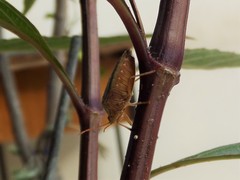 Edessinae