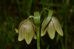 Fritillaria agrestis