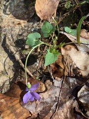 Viola edulis