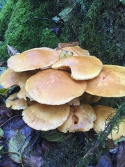 Pholiota malicola