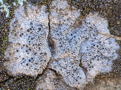Tephromelataceae