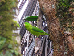 Forpus conspicillatus