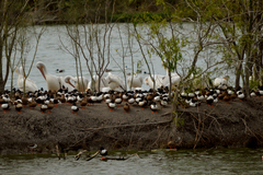 Pelecanus erythrorhynchos