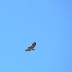 Buteo jamaicensis