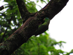 Forpus conspicillatus