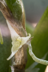 Bulbophyllum