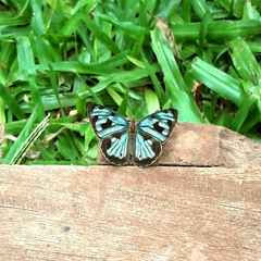 Dynamine postverta postverta