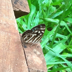 Dynamine postverta postverta