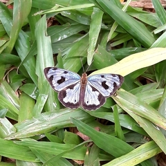 Dynamine postverta postverta