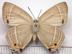 Favonius orientalis