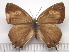 Favonius orientalis