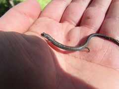 Batrachoseps nigriventris