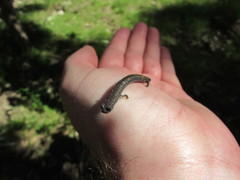 Batrachoseps nigriventris