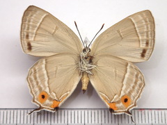 Favonius orientalis