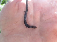 Batrachoseps nigriventris