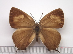 Favonius orientalis