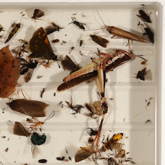 Macrotona securiformis