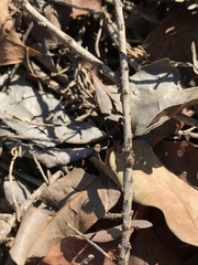 Habronattus schlingeri