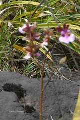 Caucaea