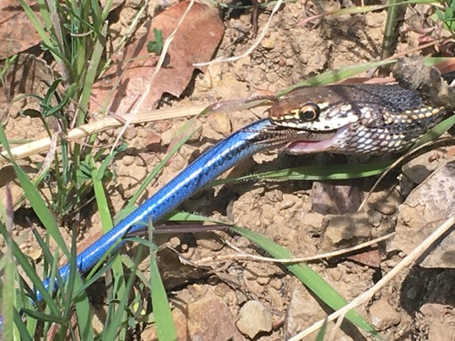 iNaturalist observation photo of Striped Racer