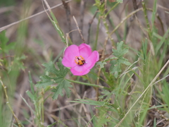 Modiolastrum gilliesii