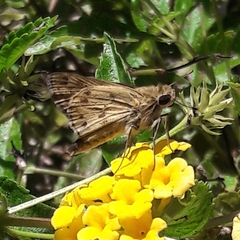 Polites vibex catilina