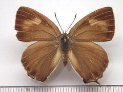 Favonius orientalis