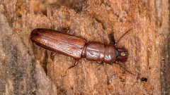 Prostomis mandibularis