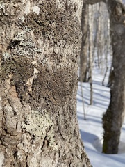 Physconia grumosa