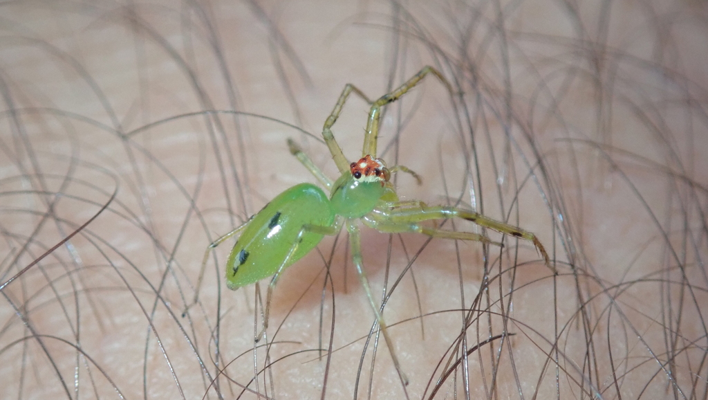 Lyssomanes benderi