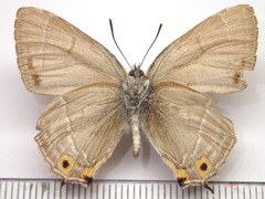 Favonius orientalis