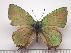 Favonius orientalis