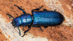 Temnoscheila caerulea