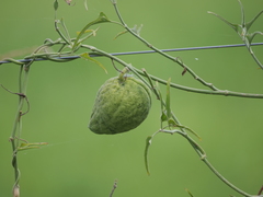 Araujia angustifolia