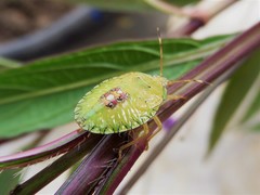 Edessinae