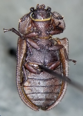 Calitys scabra