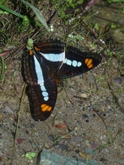 Adelpha serpa