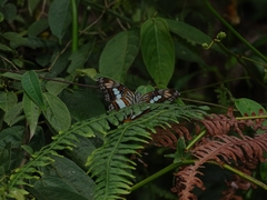 Adelpha serpa