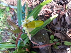 Phragmipedium longifolium