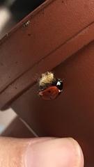 Dinocampus coccinellae paralysis virus
