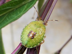 Edessinae