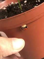 Dinocampus coccinellae paralysis virus