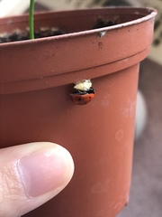 Dinocampus coccinellae paralysis virus