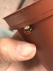 Dinocampus coccinellae paralysis virus