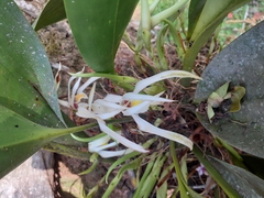 Phragmipedium longifolium