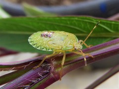 Edessinae