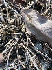 Habronattus pyrrithrix