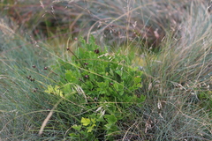 Ranunculus graniticola
