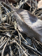 Habronattus pyrrithrix