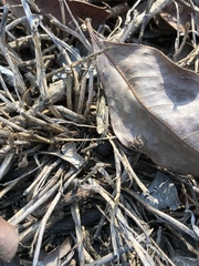 Habronattus pyrrithrix